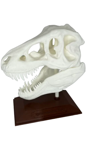 T-Rex Skull είναι ένα τρισδιάστατο τυπωμένο αντίγραφο του εμβληματικού κρανίου του δεινοσαύρου, κατασκευασμένο με απίστευτη προσοχή στη λεπτομέρεια.